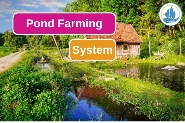 Fish Farming Using Pond System 